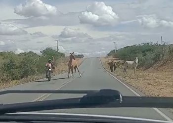 Denunciar animais na pista na região sisaleira é como ‘enxugar gelo’