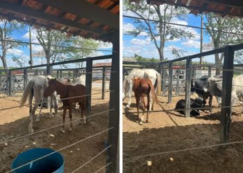 Prefeitura de Coité intensifica apreensão de animais soltos em vias públicas