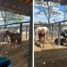Prefeitura de Coité intensifica apreensão de animais soltos em vias públicas