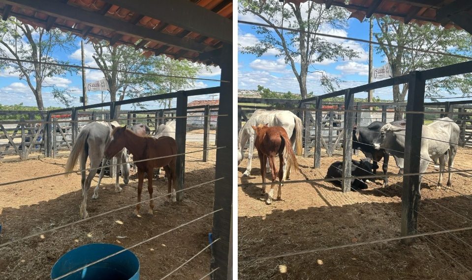 Prefeitura de Coité intensifica apreensão de animais soltos em vias públicas