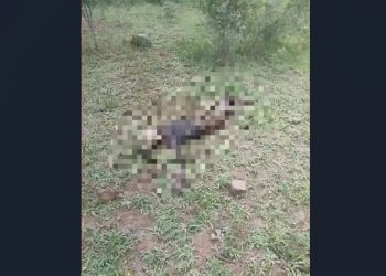 Ossada humana é encontrada em matagal