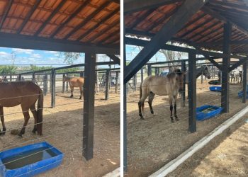 Prefeitura de Coité intensifica apreensão de animais soltos em vias públicas