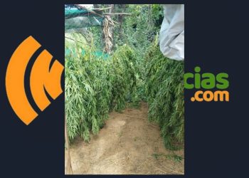 Operação Carcará II da PF erradica mais de 130 mil pés de maconha e prende três suspeitos no norte da Bahia