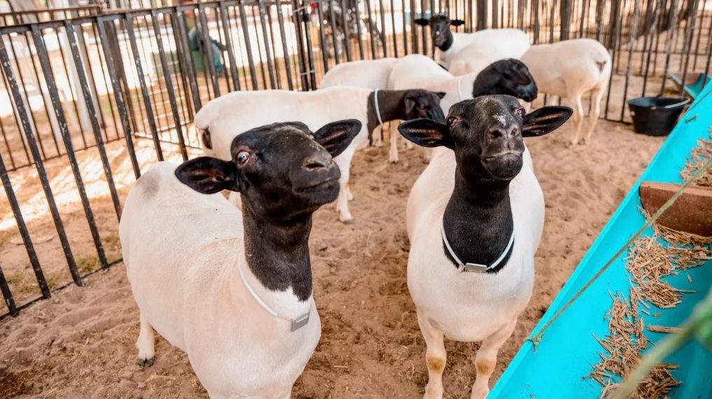 XXIV Expo Coité é aberta oficialmente.Diversas atividades acontecem até domingo