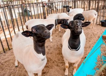 XXIV Expo Coité é aberta oficialmente.Diversas atividades acontecem até domingo