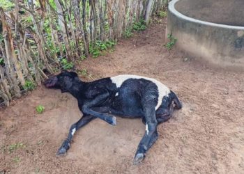 Mais um ataque de cães deixa ao menos sete animais mortos