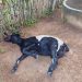 Mais um ataque de cães deixa ao menos sete animais mortos