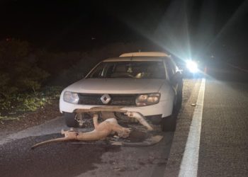 Suposta onça-parda morre atropelada na BA 052