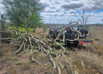 Reboque carregado com motocicletas se desprende, sai da pista e para ao colidir com pé de mandacarú