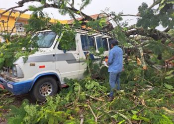 Árvore de grande porte cai durante chuva e danifica carros