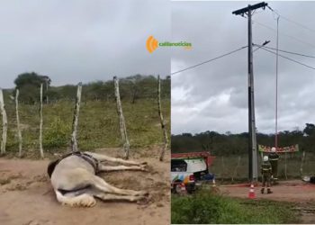 Cavalo encosta em poste e morre eletrocutado