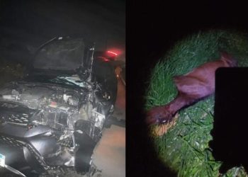 Carro conduzido pela primeira dama de Serrinha colide com animal na BR 116; ela a a filha saíram ilesas do acidente