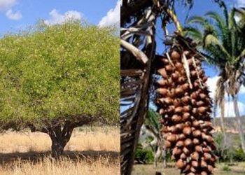 Ribeira do Pombal declara umbuzeiro e licurizeiro como patrimônio cultural municipal