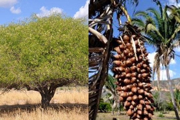 Ribeira do Pombal declara umbuzeiro e licurizeiro como patrimônio cultural municipal