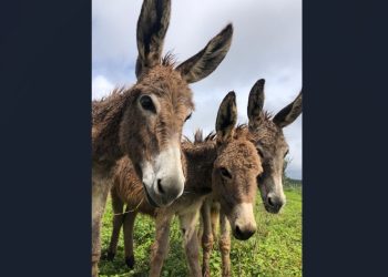 Seminário internacional debate práticas ilegais no comércio de peles de jumentos para China e outros países asiáticos