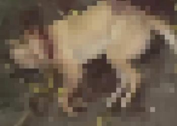 Homem é preso após matar cachorro a golpes de facão. Ação criminosa foi em razão do cão comer uma galinha da vizinha