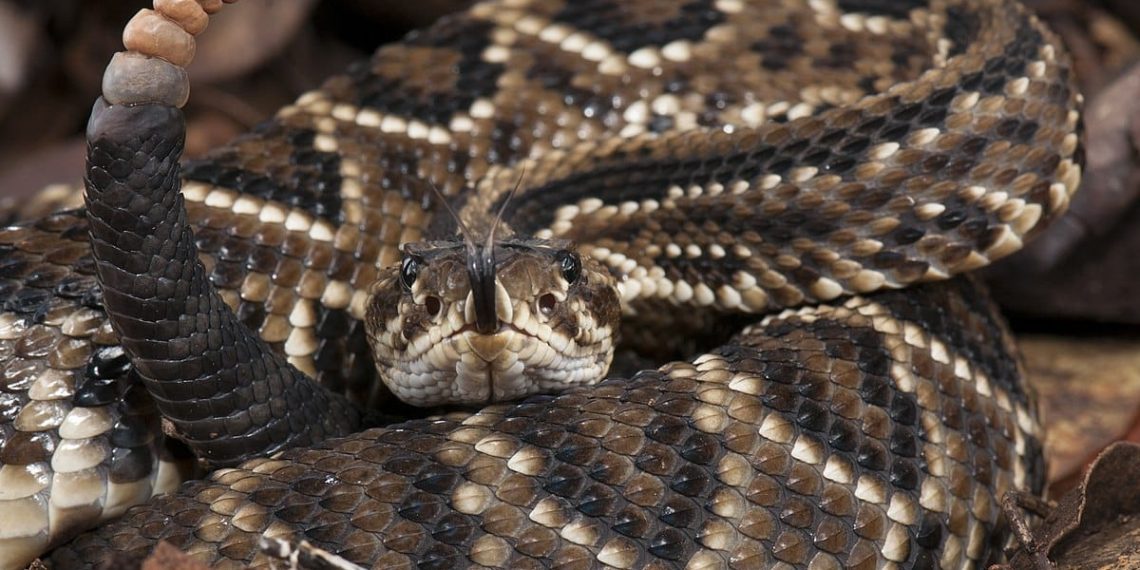 Idosa é picada por cobra cascavel em zona rural de Riachão do Jacuípe e é transferida para Feira de Santana