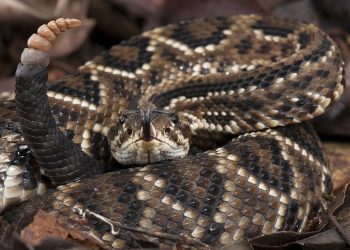 Idosa é picada por cobra cascavel em zona rural de Riachão do Jacuípe e é transferida para Feira de Santana