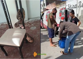 Jiboia de mais de dois metros é resgatada dentro de restaurante em povoado de Conceição do Coité