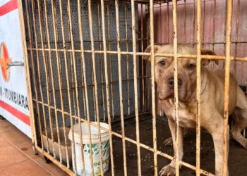 GO – Criança morre após ser atacada por pit bull dentro de casa