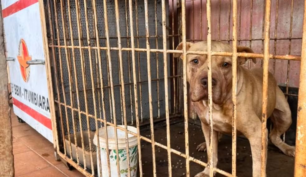 GO – Criança morre após ser atacada por pit bull dentro de casa