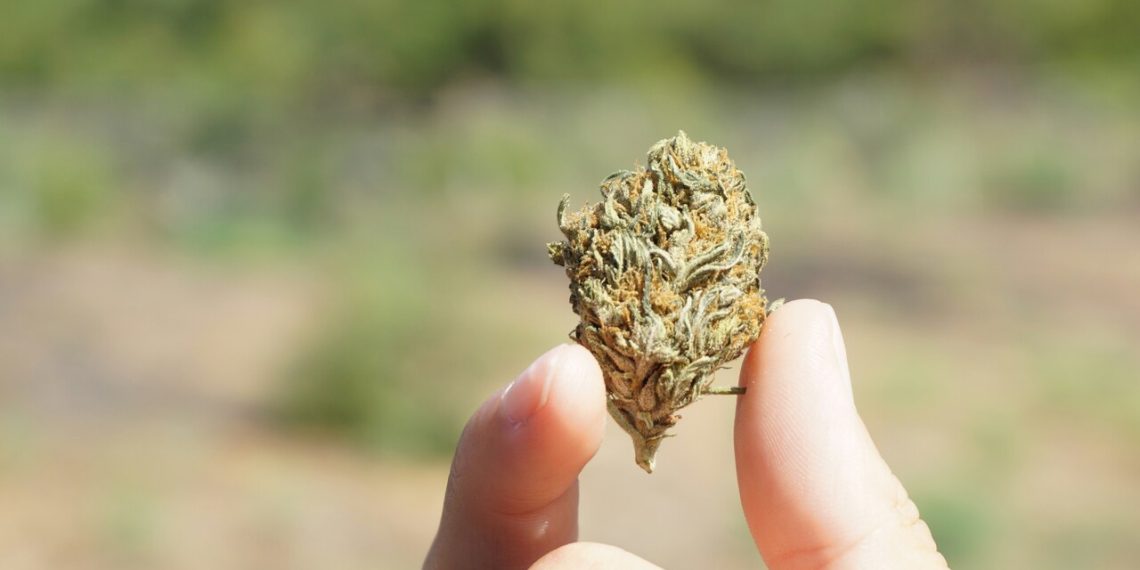 CBD na saúde: o que a ciência tem descoberto sobre seus efeitos