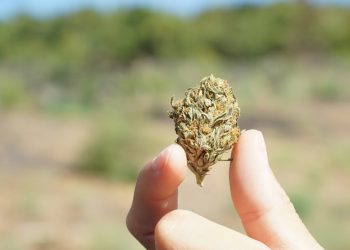 CBD na saúde: o que a ciência tem descoberto sobre seus efeitos