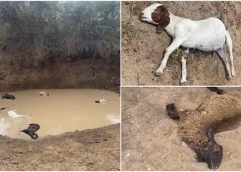 Criadores de caprinos e ovinos de Santaluz e Barrocas acumulam prejuízos com ataques de cães