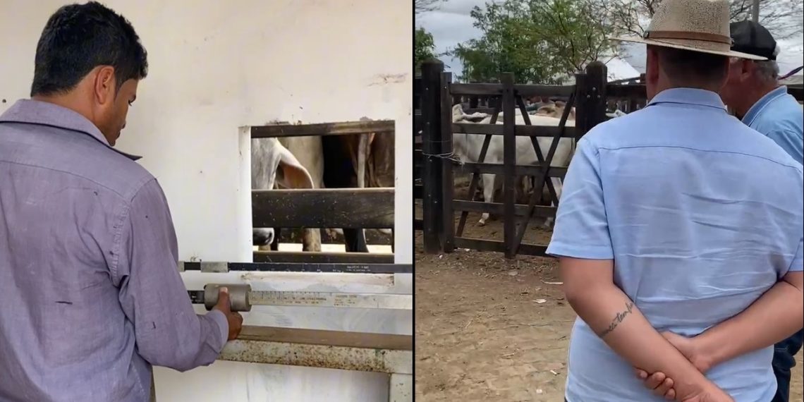 ExpoPintadas 2025 termina com sucesso com a comercialização de animas durante a feira livre da cidade