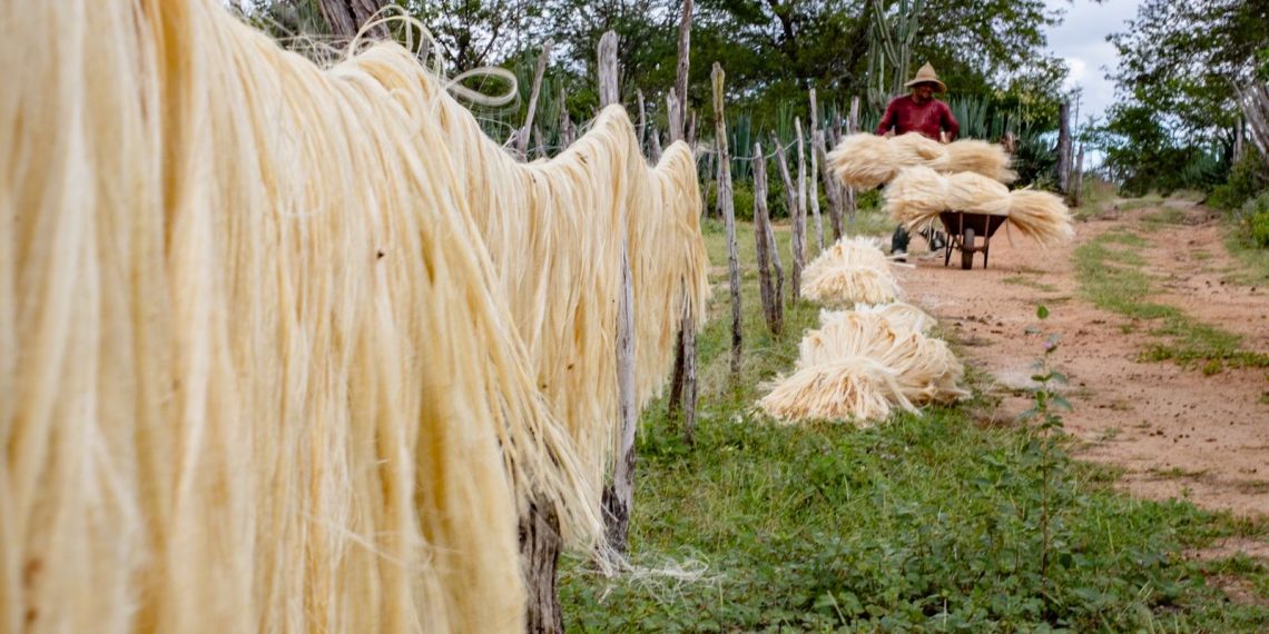 Estados Unidos excluem o sisal da nova tarifa de 40% contra produtos brasileiros