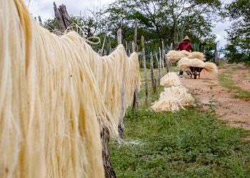 Estados Unidos excluem o sisal da nova tarifa de 40% contra produtos brasileiros