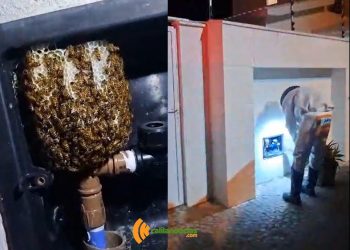 Brigada Anjos Jacuipenses é acionada para remover dois enxames de abelhas, um deles próximo a uma faculdade