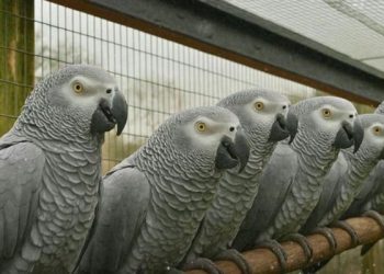 Cinco papagaios são separados em zoológico por xingarem visitantes e rirem juntos de situação
