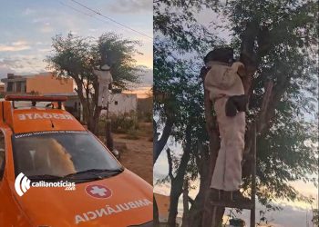 Remoção de enxames de abelhas vira rotina para a Brigada Anjos Jacuipenses