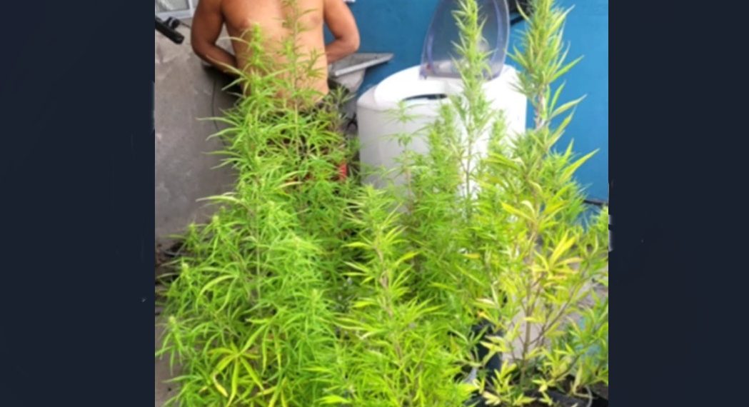 Decisão do juiz Gerivaldo Neiva em audiência de custódia sobre cultivo de maconha gera debate e repercussão nas redes sociais