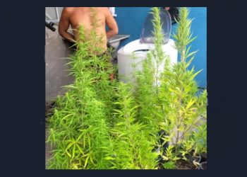 Decisão do juiz Gerivaldo Neiva em audiência de custódia sobre cultivo de maconha gera debate e repercussão nas redes sociais