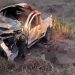 Animal na pista causa acidente com vítima fatal na BA 110