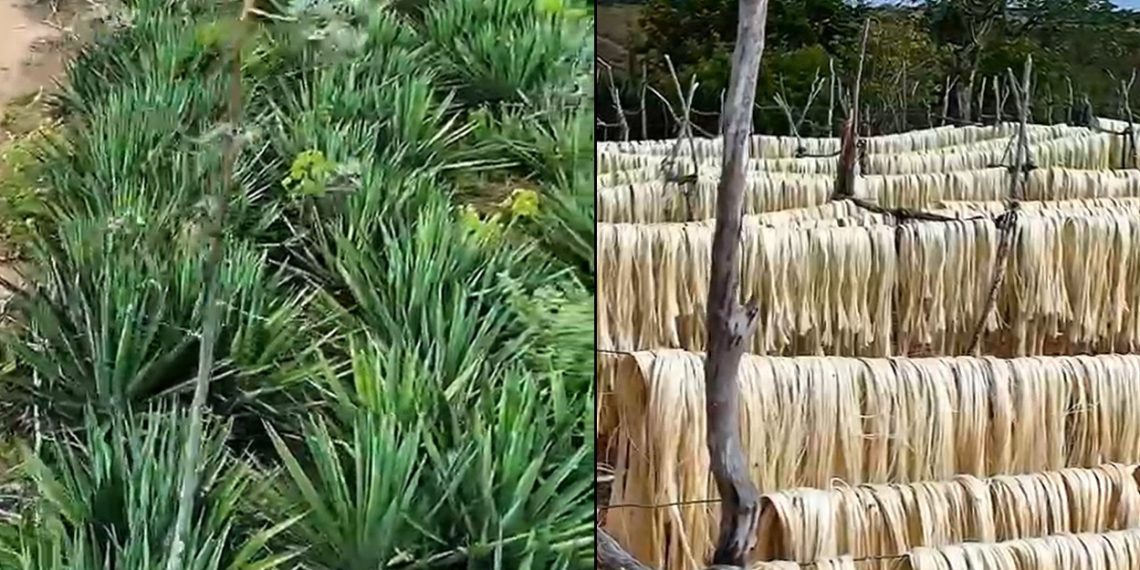 Exportações de sisal da Bahia crescem 22,5% em valor em 2025