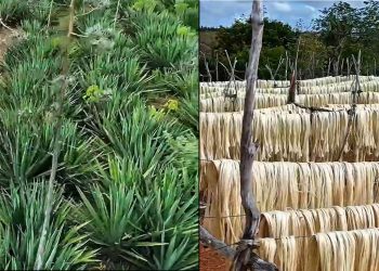 Exportações de sisal da Bahia crescem 22,5% em valor em 2025