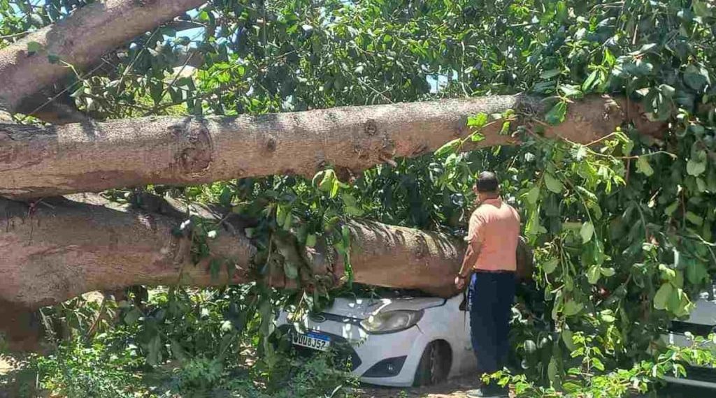 Carro de pastor é esmagado após árvore de grande porte cair em cima