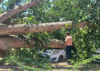 Carro de pastor é esmagado após árvore de grande porte cair em cima