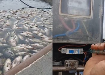 Piscicultor perde duas toneladas de peixe após mais de 40 horas sem energia