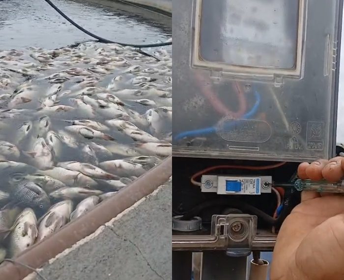 Piscicultor perde duas toneladas de peixe após mais de 40 horas sem energia