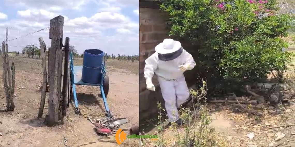 Riachão do Jacuípe registra novo ataque de abelhas; três pessoas e um animal foram atingidos