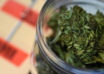 Anvisa autoriza Embrapa a iniciar pesquisas com cannabis