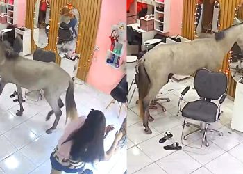 PI – Cavalo invade salão de beleza e se ‘admira’ no espelho