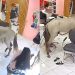 PI – Cavalo invade salão de beleza e se ‘admira’ no espelho