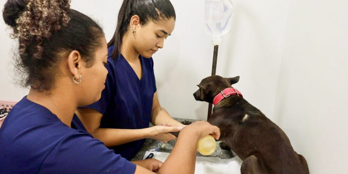Bahia inicia programa inédito de castração de cães com foco em bem-estar animal e proteção dos rebanhos