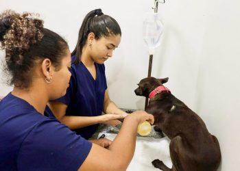 Bahia inicia programa inédito de castração de cães com foco em bem-estar animal e proteção dos rebanhos