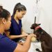 Bahia inicia programa inédito de castração de cães com foco em bem-estar animal e proteção dos rebanhos